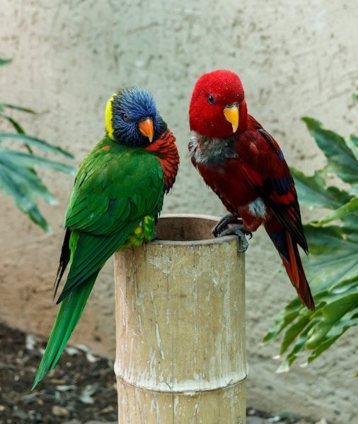 Loro Parque Tickets 2026