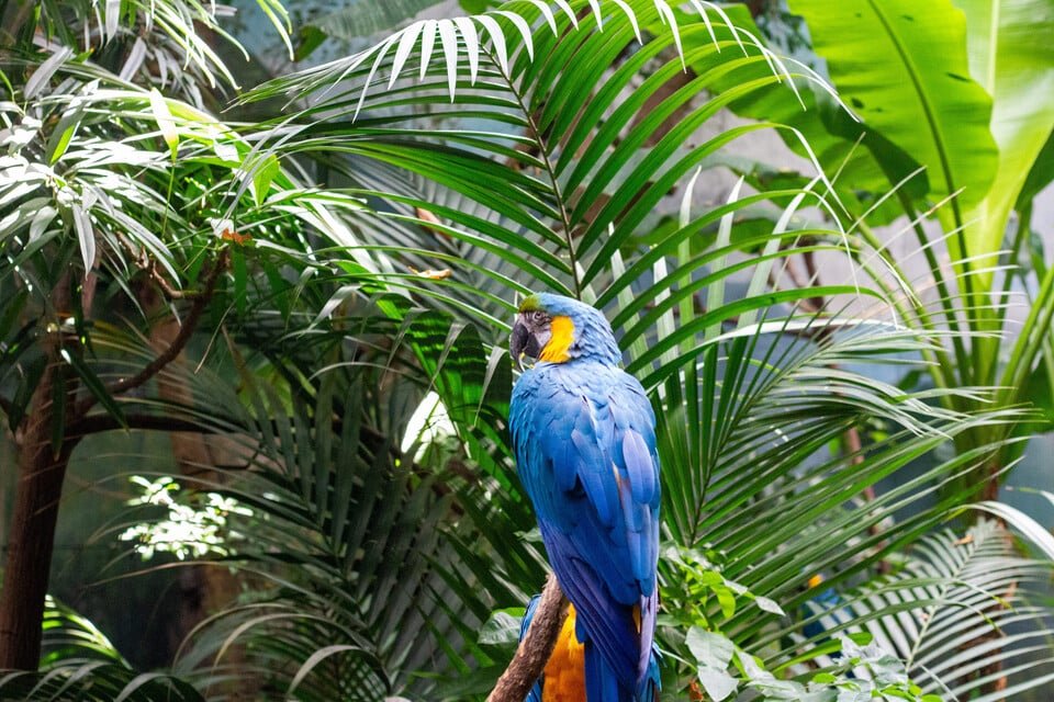Loro Parque Tickets 2026