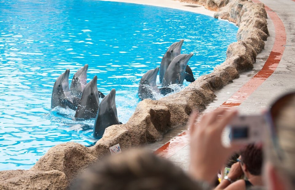 Vstupenky do Loro Parque