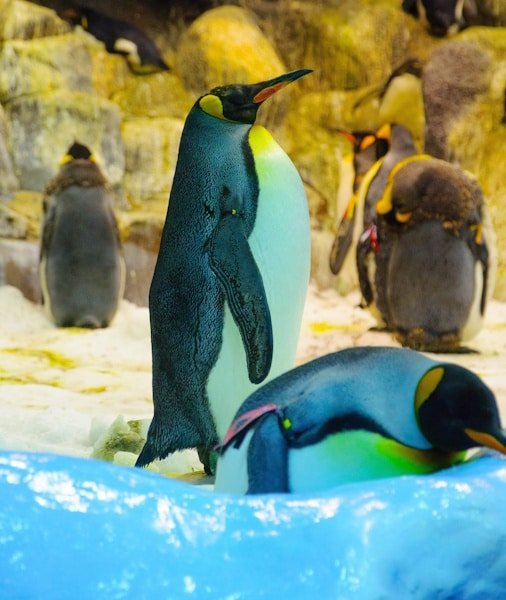 Loro Parque Tickets 2026