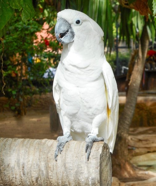 Loro Parque Tickets 2026