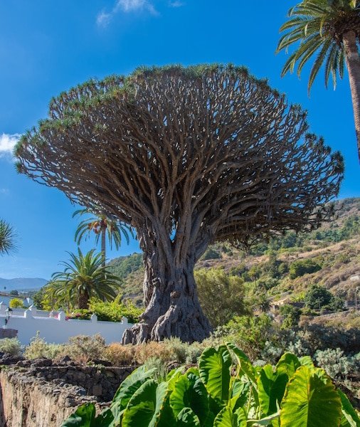 Mount Teide Tour 2026