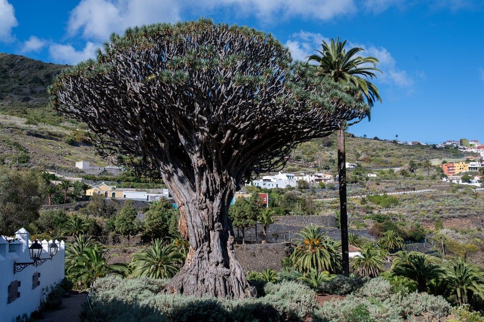 Mount Teide Tour 2026