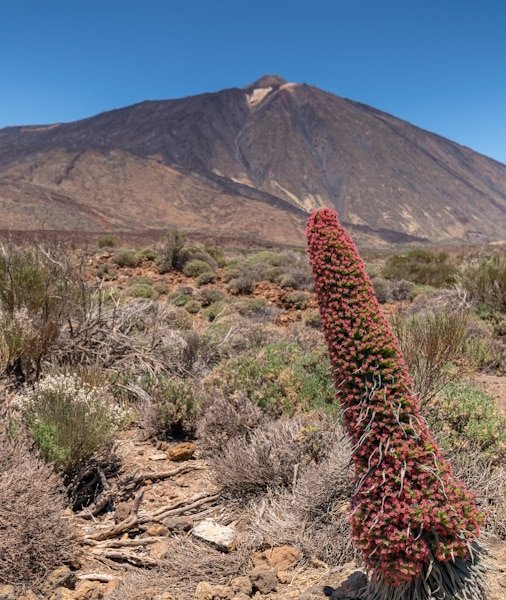 Mount Teide Tour 2026