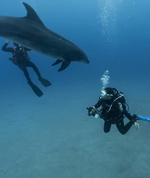 Scuba Diving Tenerife 2026