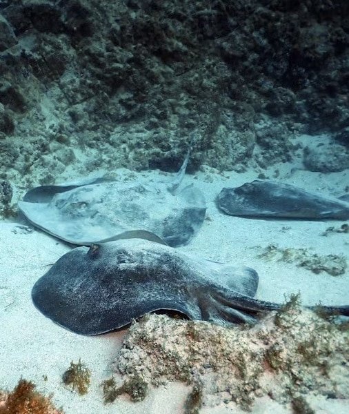 Scuba Diving Tenerife 2026