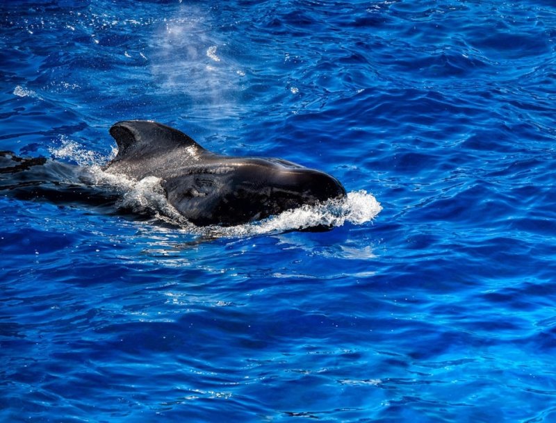 Pozorování velryb na Tenerife