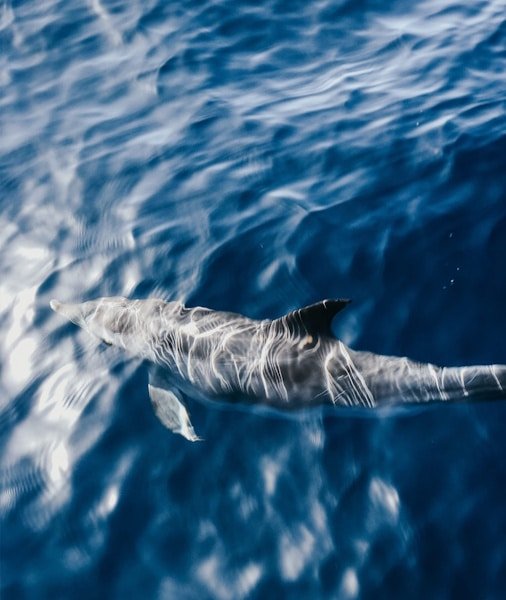 Whale Watching Tenerife 2026