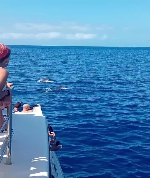 Whale Watching Tenerife 2026