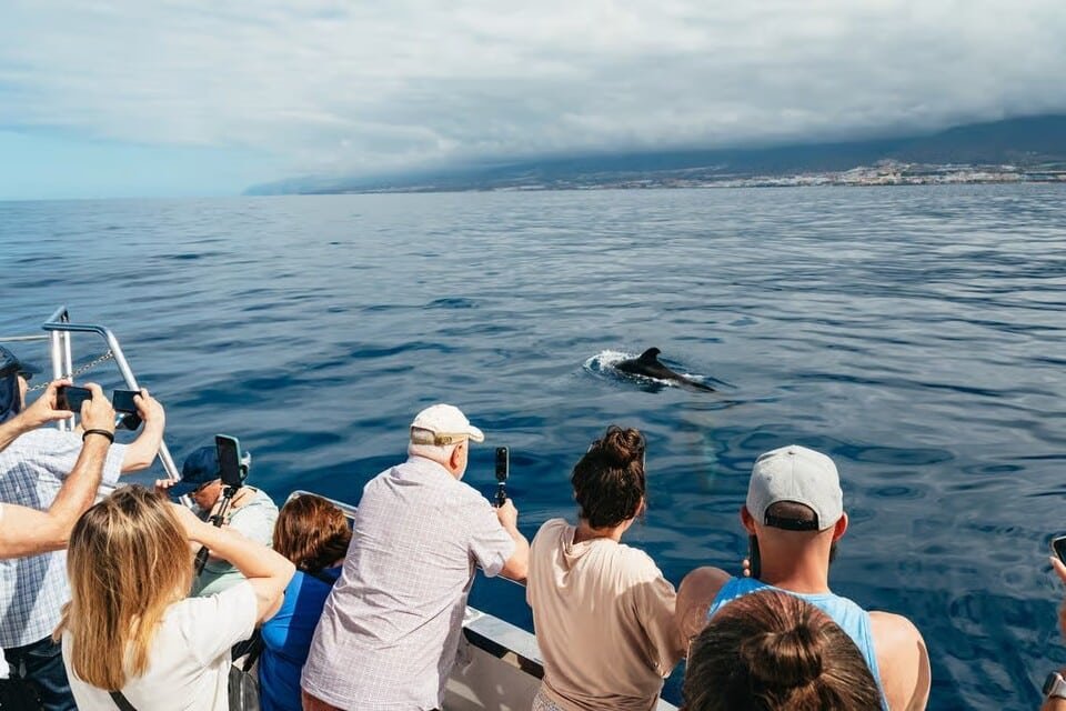 Whale Watching Tenerife 2026
