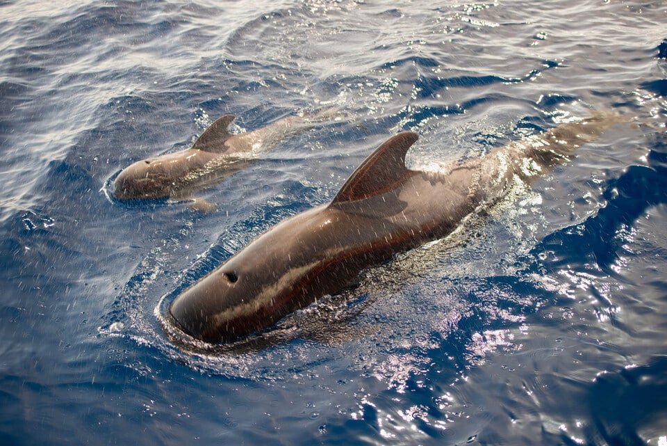 Whale Watching Tenerife 2026