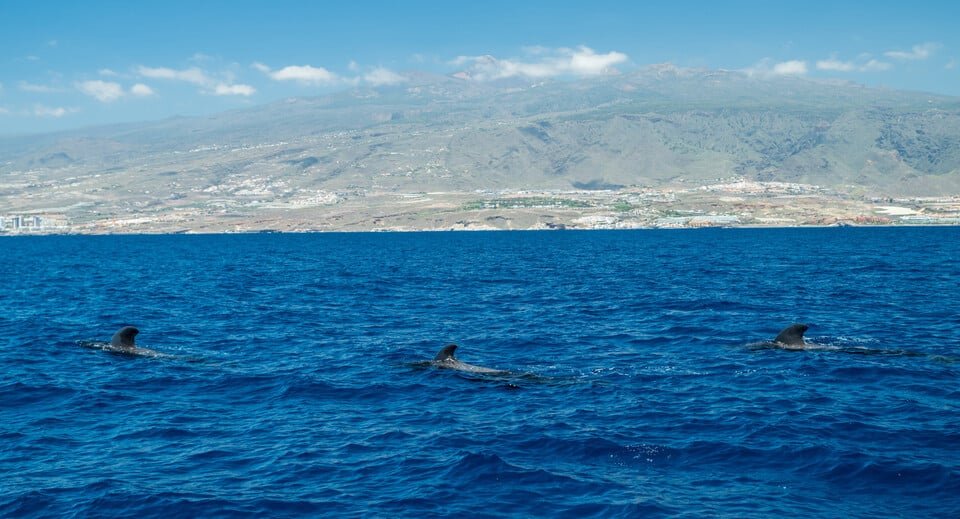 Whale Watching Tenerife 2026