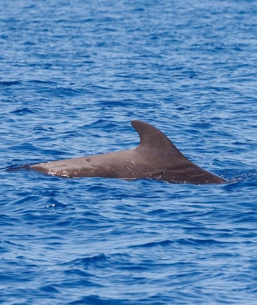 Whale Watching Tenerife 2026