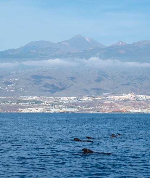 Whale Watching Tenerife 2026